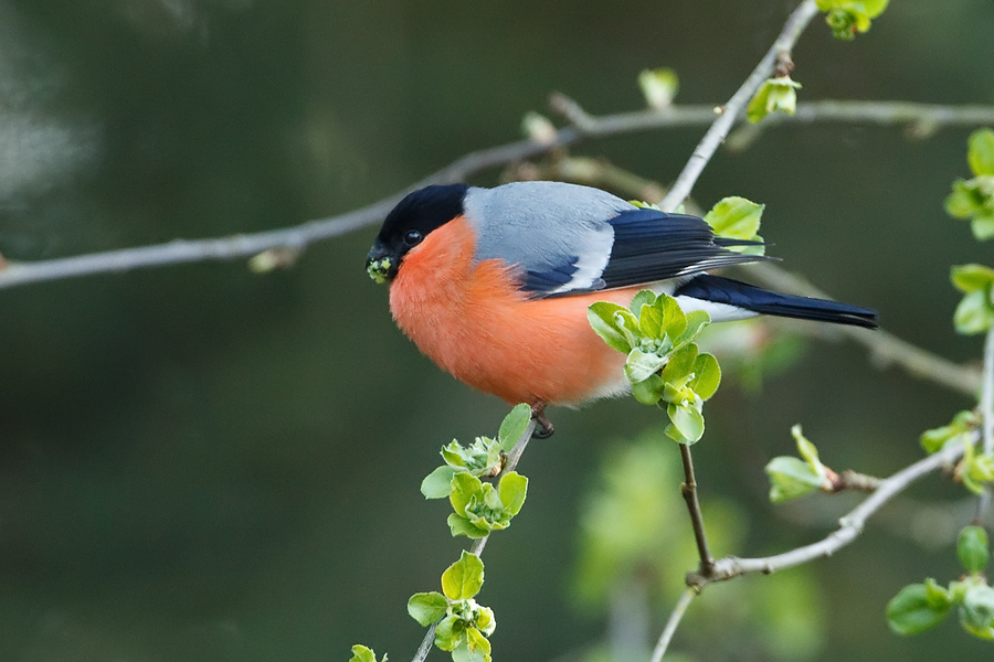 Pyrrhula pyrrhula Goudvink Bullfinch